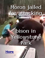 National Park visitors reported the man was harassing and herding bison, and he is being held without bail while awaiting trial.